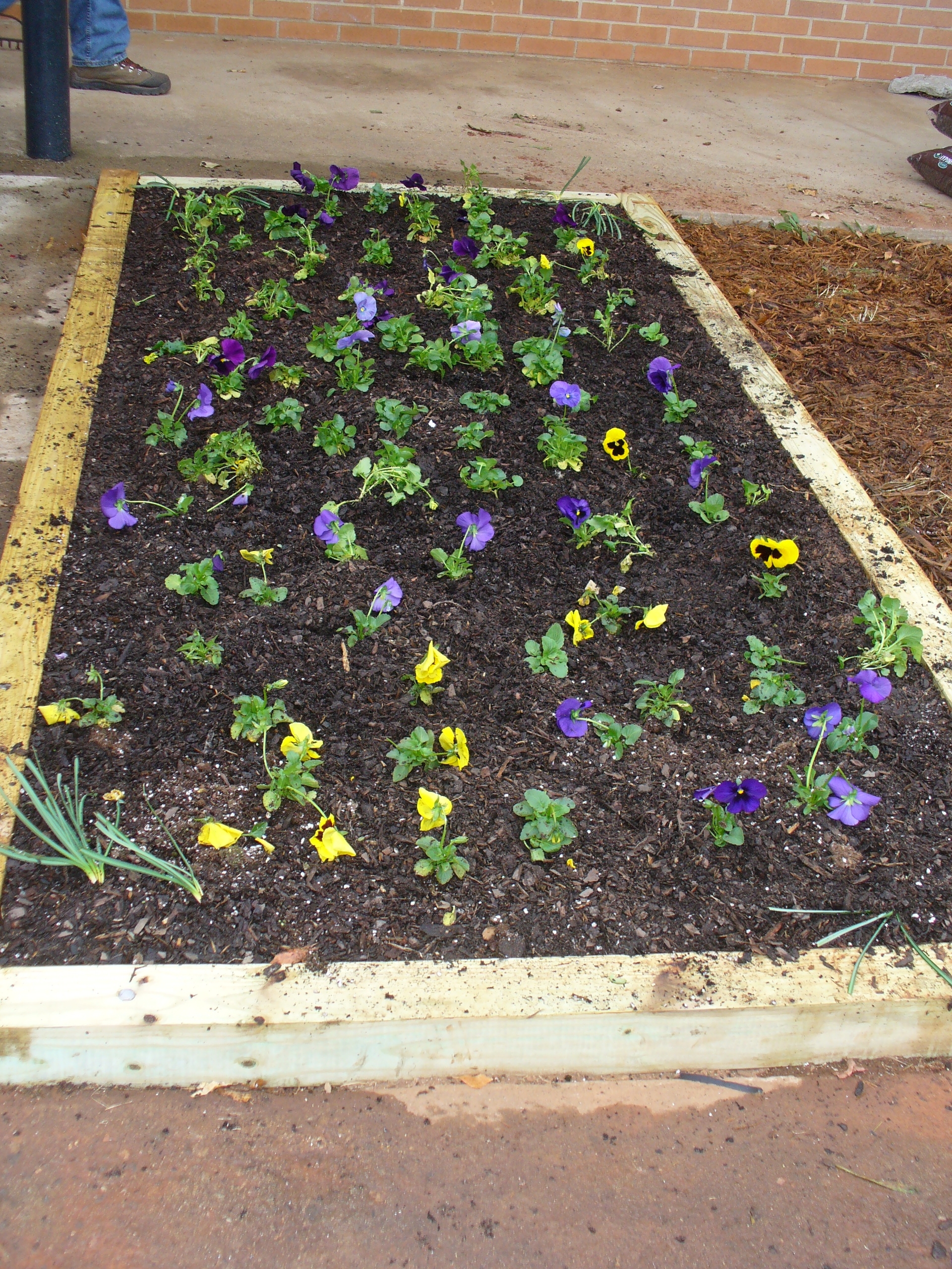 Raised bed planted with pansies