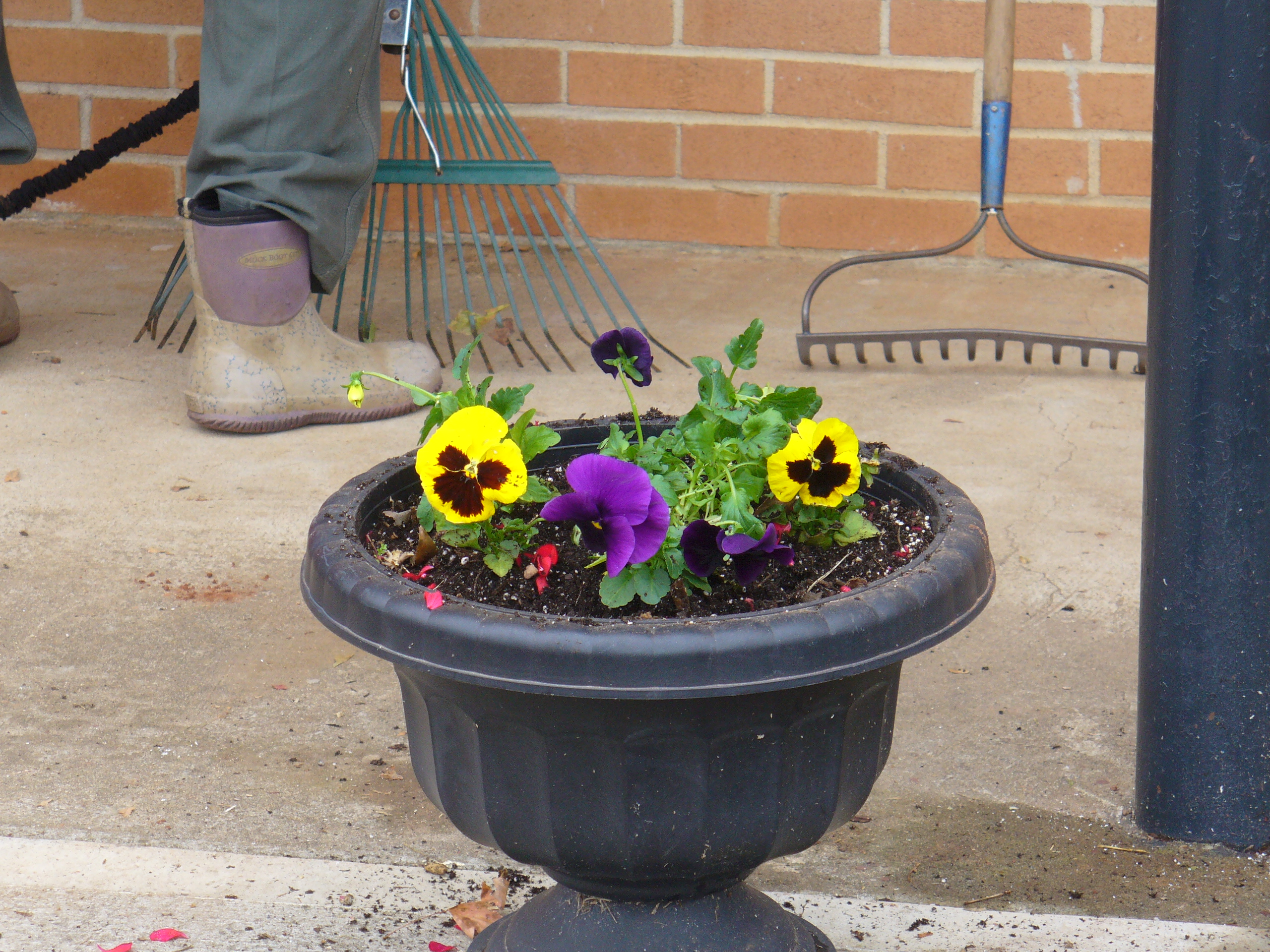Potted purple and yellow pansies