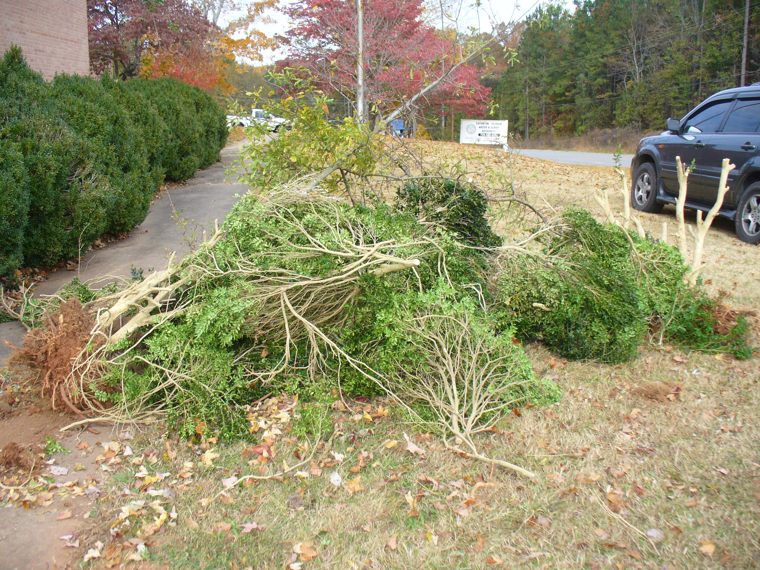 Bushes removed from a landscaping bed
