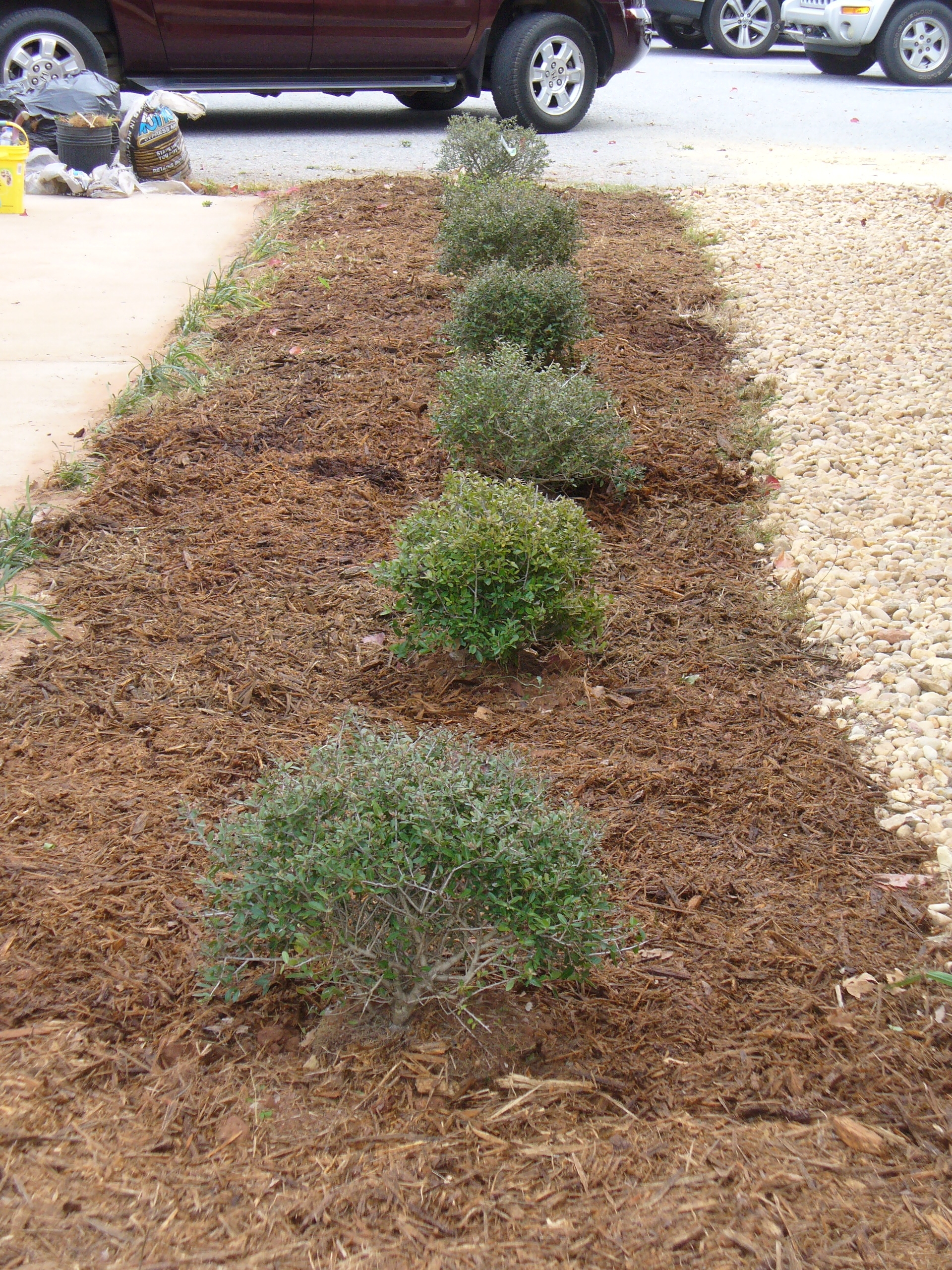 Row of newly planted bushes