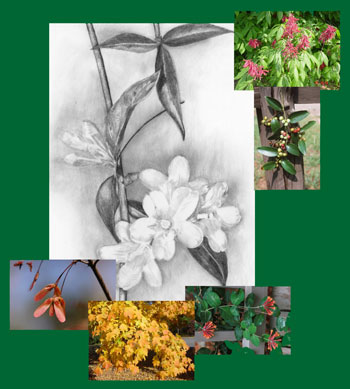 Collage of photos and drawings of Georgia native plants