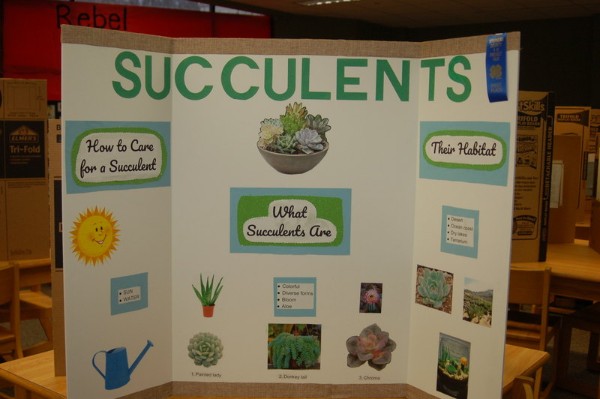 Succulents presentation