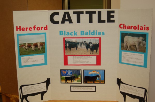 Cattle presentation