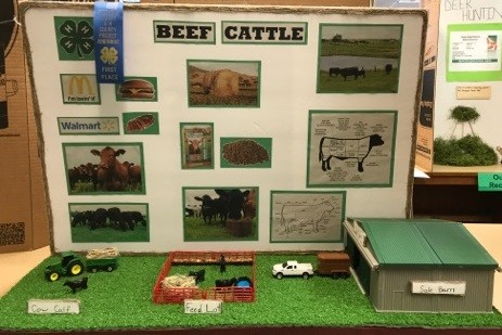 Beef Cattle presentation
