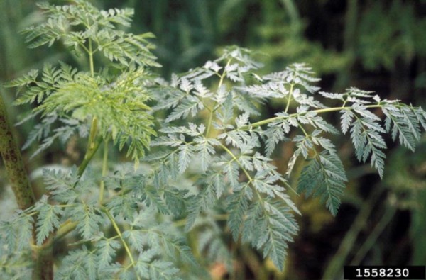 23+ Poisonous Plants In Georgia