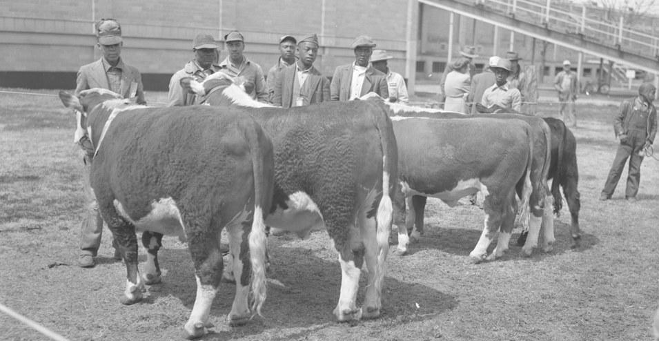 Black-and-white photo of a cattle show