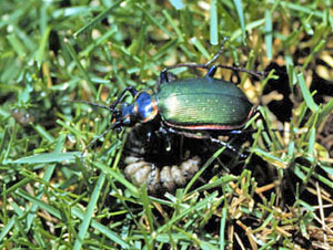 Metallic green ground beetle