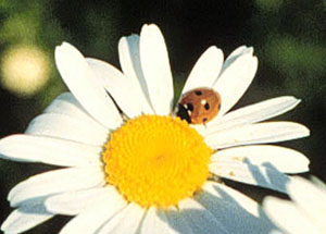 Ladybug on a daisy
