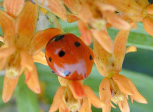 Ladybug on orange flowers