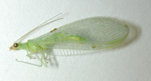 Adult lacewing