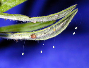 Lacewing eggs hanging off the edge of a leaf