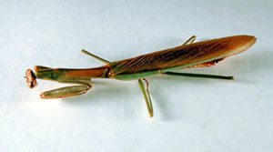 Adult mantis