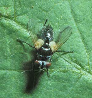 Parasitic tachinid fly
