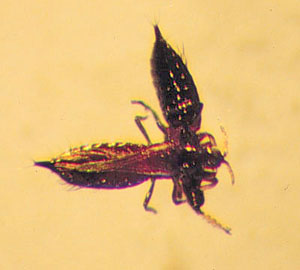 Microscope image of thrips