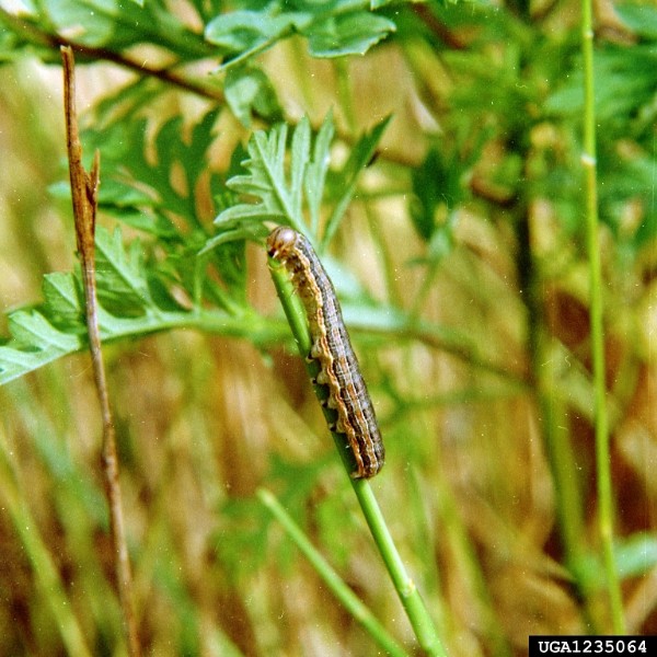 Fall armyworm larva. Bugwood.org