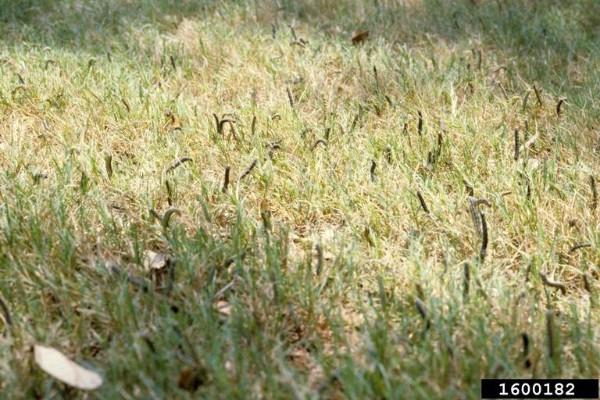 Fall armyworm infestation and damage. Bugwood.org
