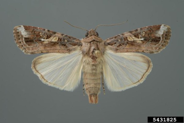 Adult fall armyworm moth. Bugwood.org