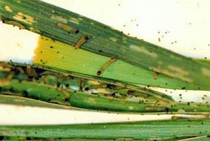 Newly hatched larvae of the fall armyworm. 