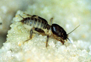 Adult mole cricket