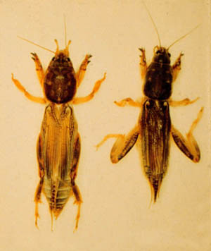 Microscope imagery of adult mole crickets