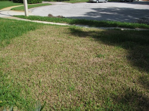 St. Augustinegrass damage by tropical sod webworm. Steven Arthurs, University of Florida.