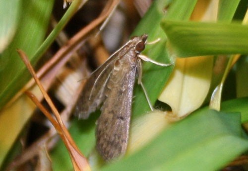 Adult tropical sod webworm moth. James Kerrigan, University of Florida.