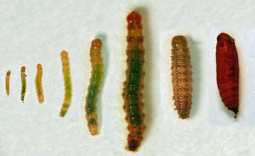 Tropical sod webworm larval instars, pre-pupae and pupa (L to R). James Kerrigan, University of Florida.