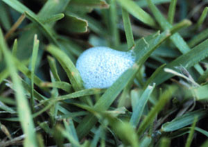 Spittlebug's foamy spittle on a blade of grass