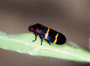 Adult spittlebug standing on a leaf