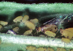 Winged and wingless aphids on a leaf