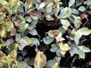 Leaves with white male scale insects on them