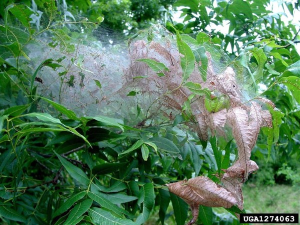 A fall webworm attack on a landscape tree. Bugwood.org