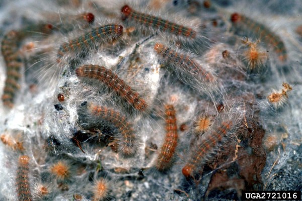Fall webworm larvae. Bugwood.org