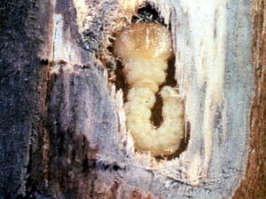 Flathead appletree borer larva curled up in a gallery in wood