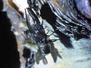 Adult flathead appletreer borer beetle