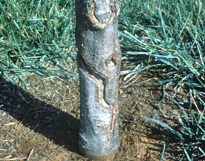 Tree trunk damaged by appletree borers