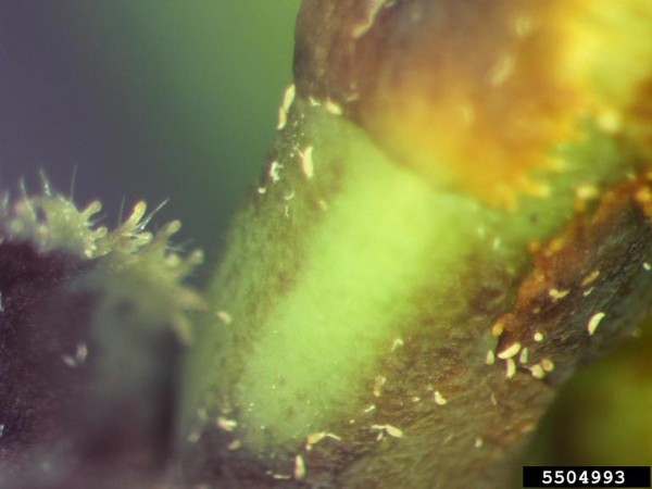 Eriophyid mites on stem of rosebush. Bugwood.org