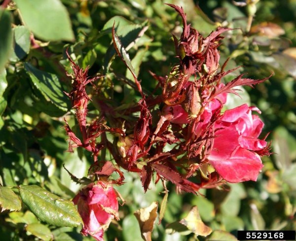 Rose rosette disease symptoms. Bugwood.org