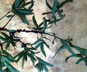 Oak lecanium on oak twigs