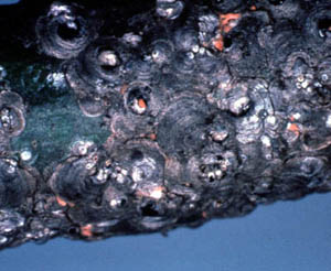 Scale insects on a tree limb