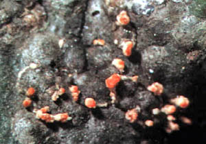 Immature obscure scale insects