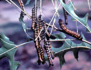 Orangestriped oakworm caterpillars gathered on twigs