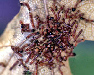 Congregation of orangestriped oakworm caterpillars on a leaf