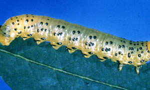 Sawfly larva on a leaf