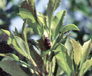 Twolined spittlebug on a plant