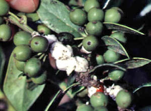 Wax scales on a plant with green berries