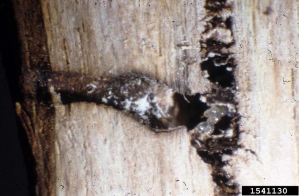 Ambrosia beetles in a wood cavity