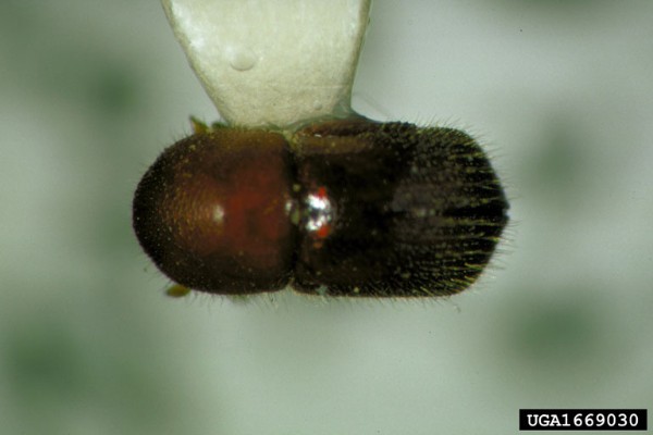 Mounted granulate ambrosia beetle