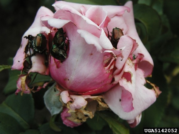 Rose flower damaged by Japanese beetle adults. Bugwood.org