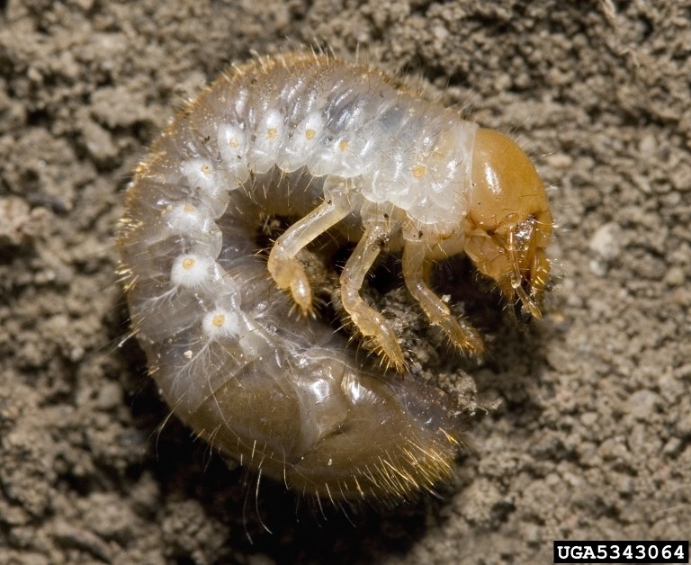 White Grub (Beetle Larvae) Identification, Habits & Behavior